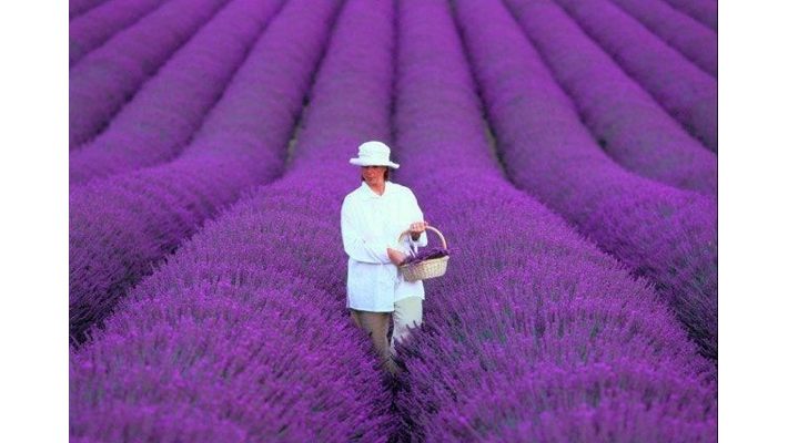lavender fields in france.001