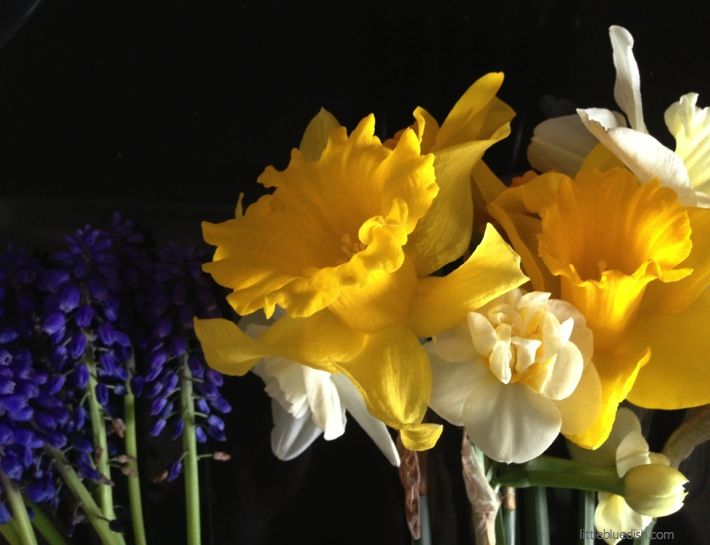 daffodils w purple.001