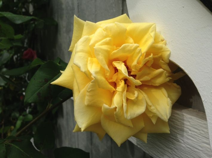 yellow rose.001
