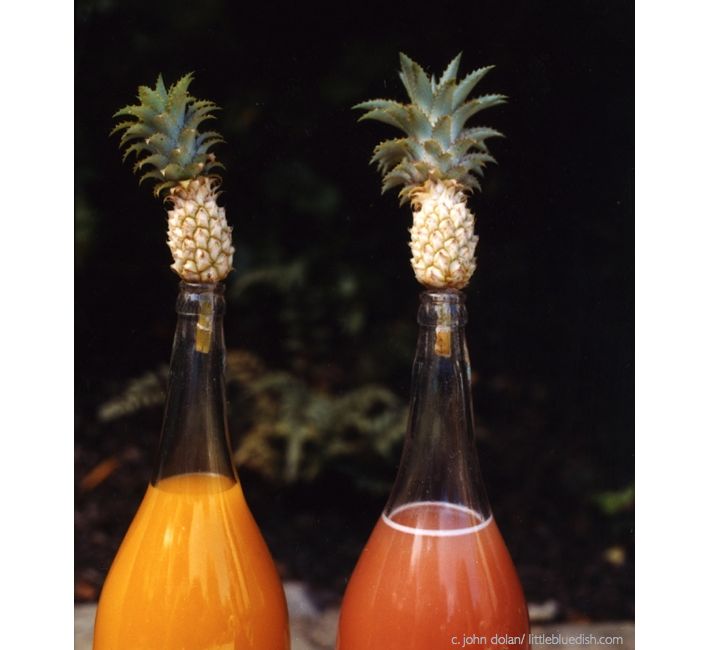 mimosa bottles w mini pineapples.001