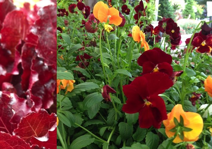 red lettuces and pansies.001
